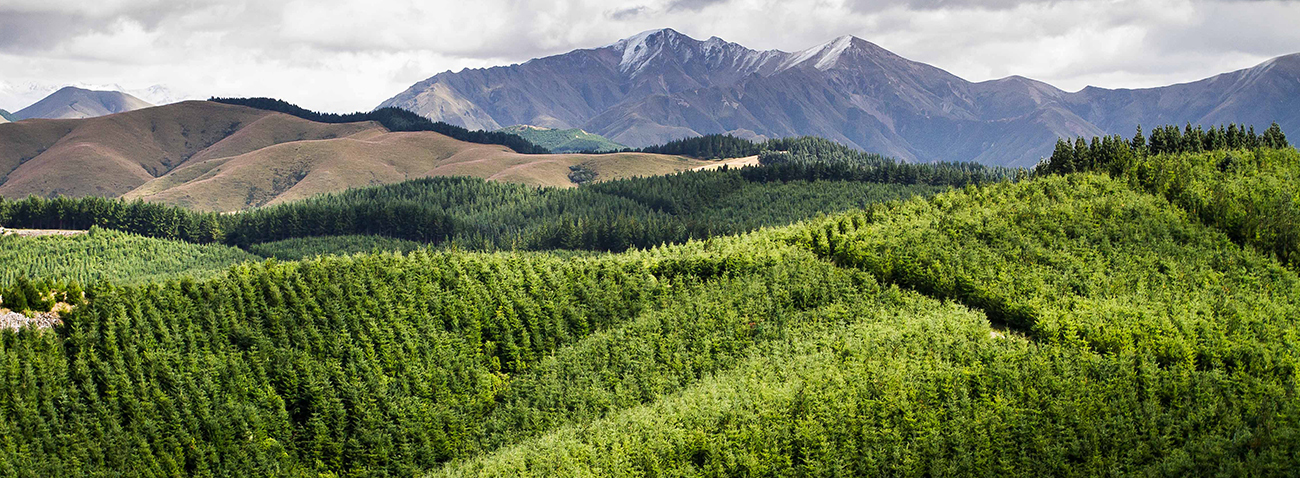 2010 Carbon Forestry Nz