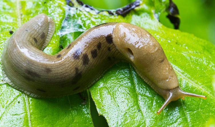 Banana Slug Slime Leaf 670x370