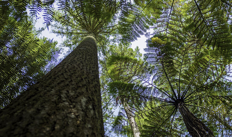 Port Blakely Stewardship Nz Forestry