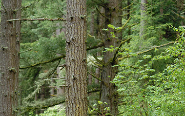 Port Blakely Joins Oregon Timber and Conservation Agreement