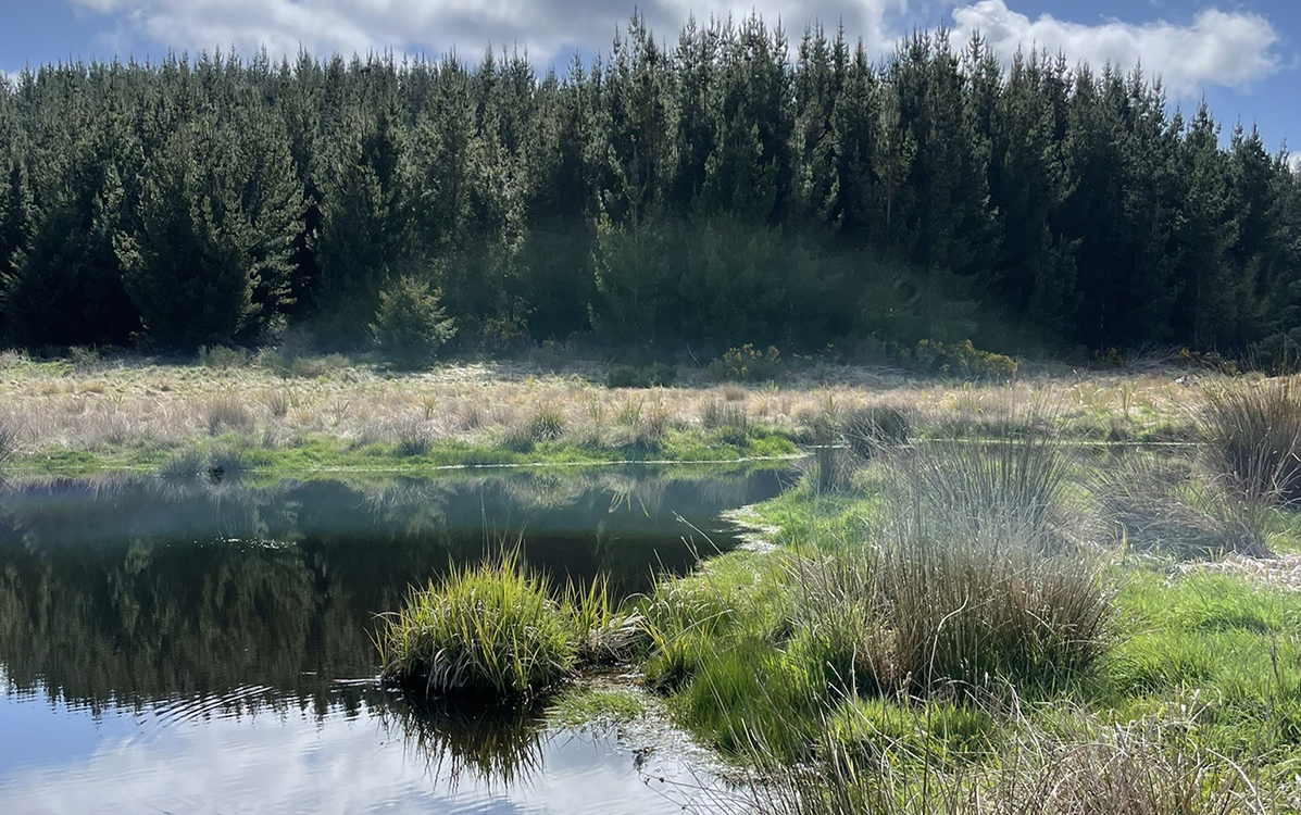 New Funding Boost Supports Restoration of Robinson Kakahu Wetland