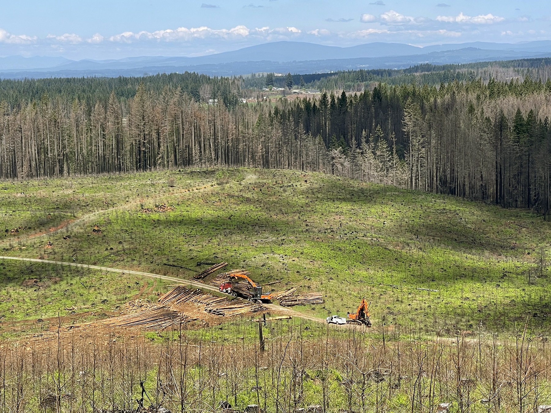 A Letter on Forest Stewardship and Wildfire Resilience