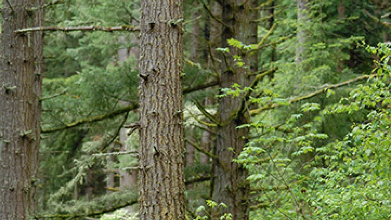 Port Blakely Joins Oregon Timber and Conservation Agreement