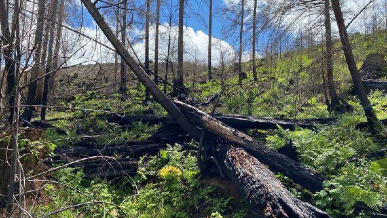 Port Blakely Receives 2021 Fish and Wildlife Stewardship Award