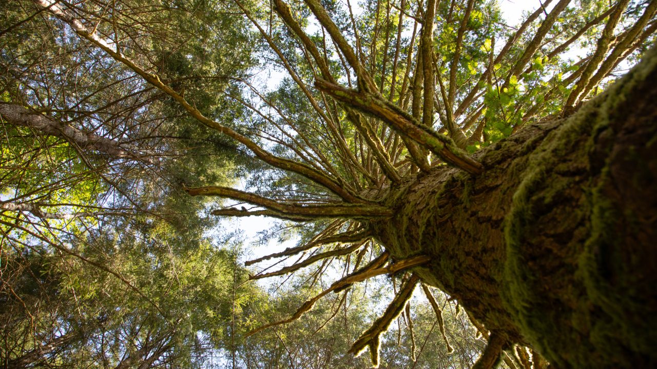 Letter to the Editor, ‘Prioritize Balance’ in Forests