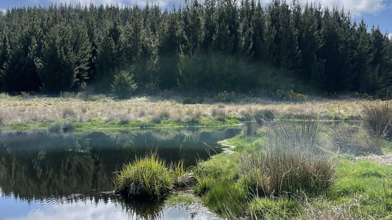 Restoration of Robinson Kakahu Wetland