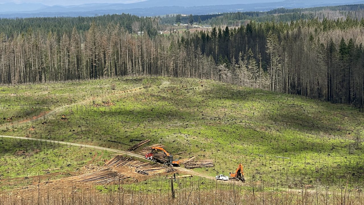 A Letter on Forest Stewardship and Wildfire Resilience