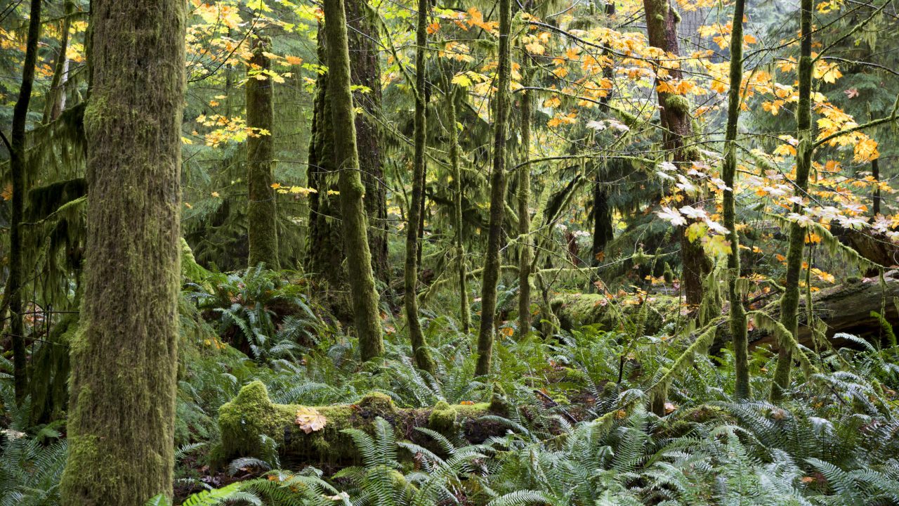 Port Blakely CEO Joins Leaders in Forest Climate Agreement