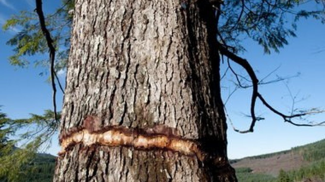 Washington Tree Farm Improves Habitat for Spotted Owl