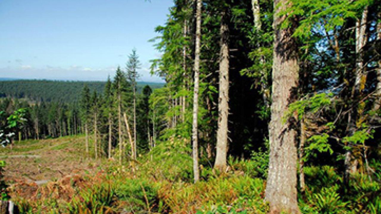 Oregon’s First Forest Plan Benefits Salmon and Steelhead