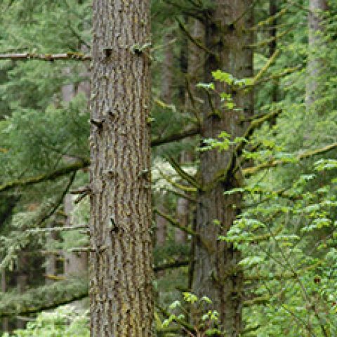 Port Blakely Joins Oregon Timber and Conservation Agreement