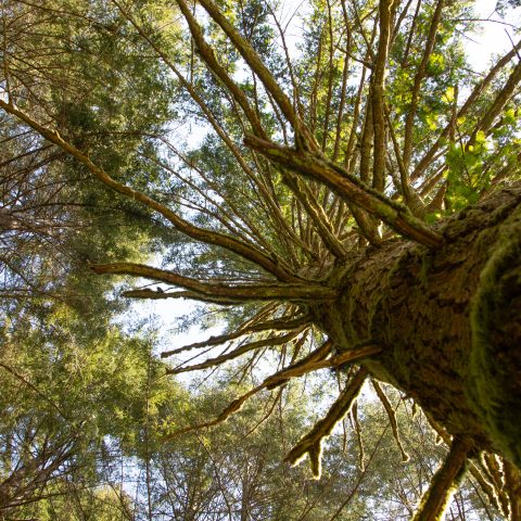 Letter to the Editor, ‘Prioritize Balance’ in Forests
