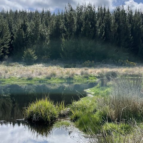 Restoration of Robinson Kakahu Wetland
