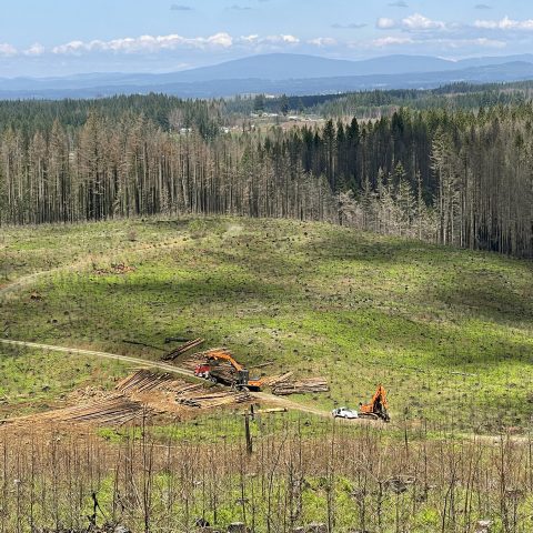 A Letter on Forest Stewardship and Wildfire Resilience