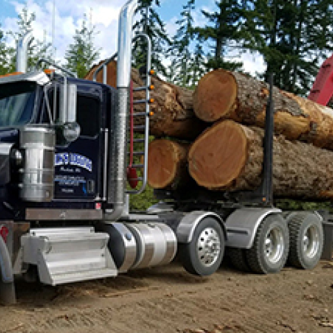 Port Blakely Trees Chosen for Glacier Park Lodge Restoration