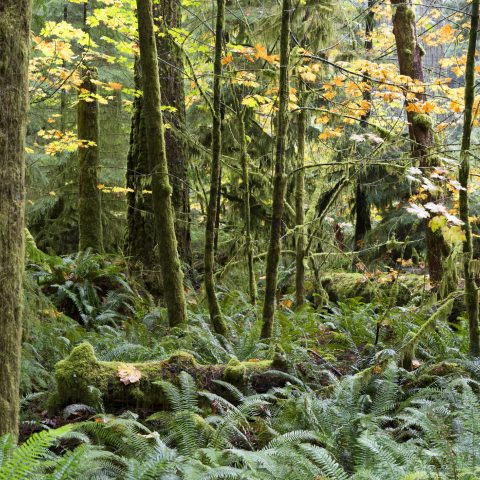 Port Blakely CEO Joins Leaders in Forest Climate Agreement