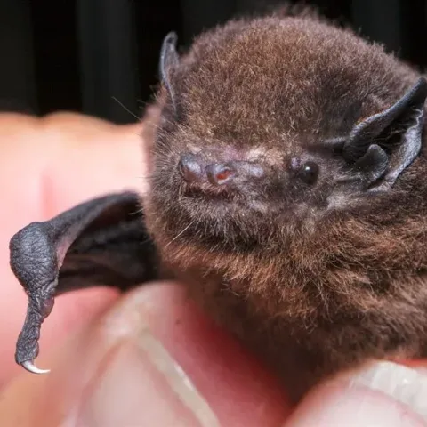 Our Bird of the Year Pick: Long-tailed Bat