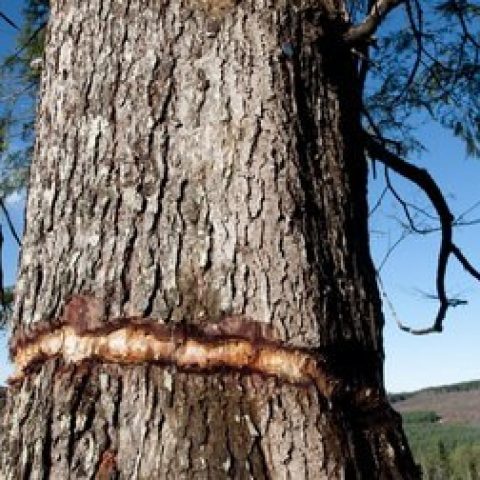 Washington Tree Farm Improves Habitat for Spotted Owl