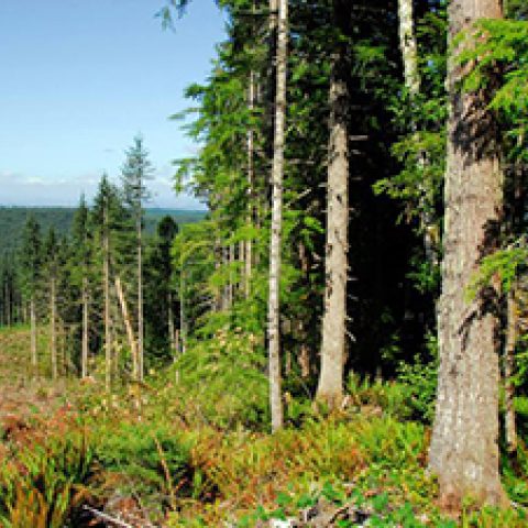 Oregon’s First Forest Plan Benefits Salmon and Steelhead