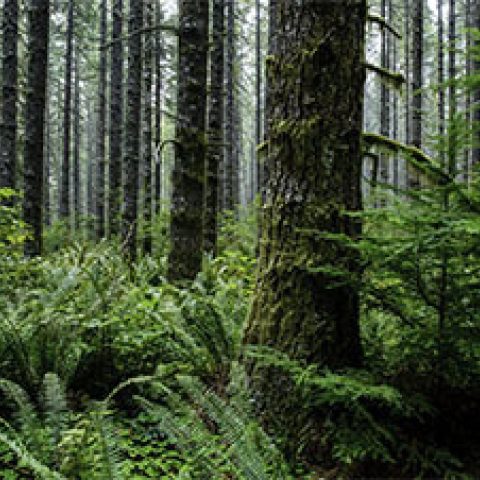 Port Blakely Advances Conservation Agreement