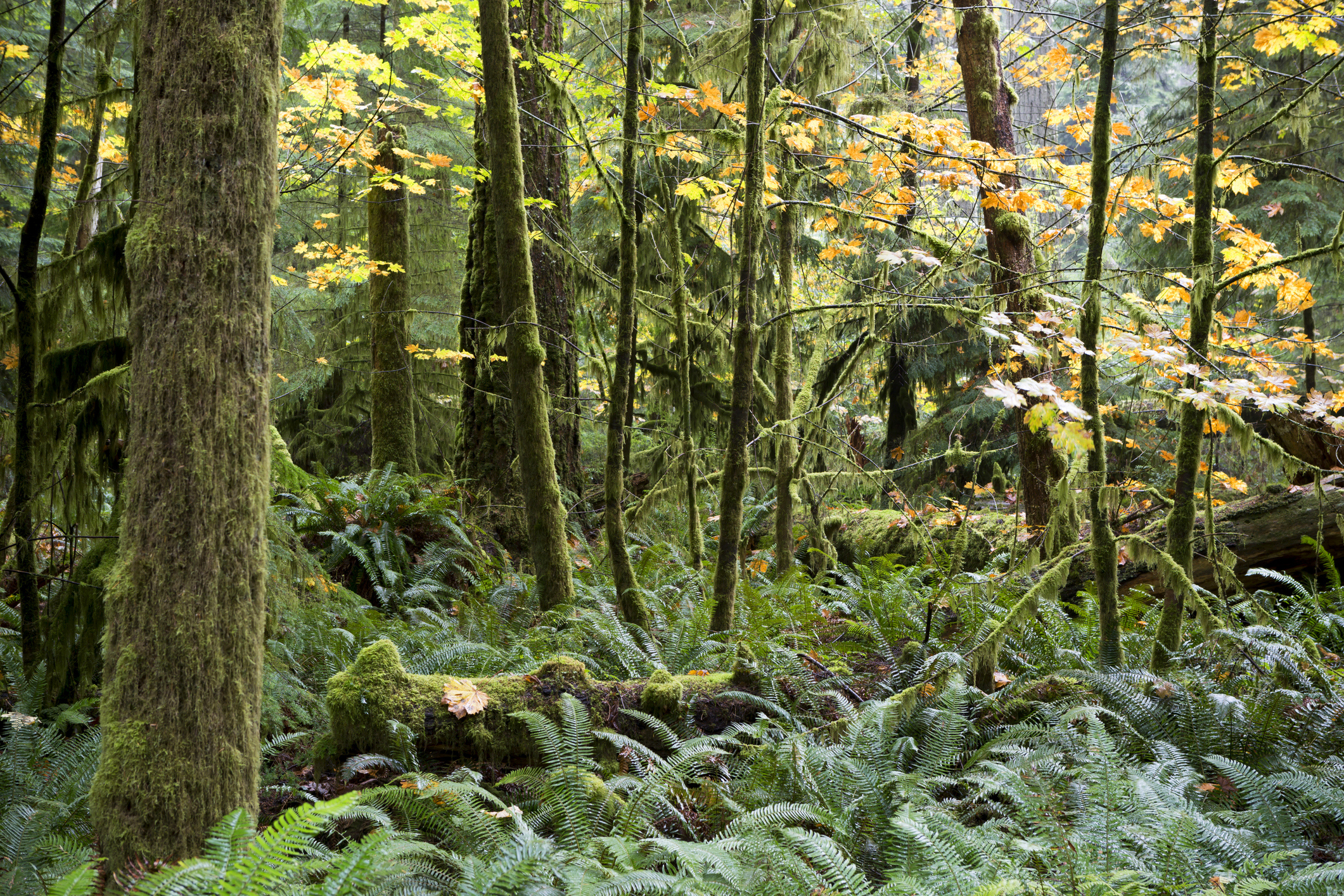 Port Blakely CEO Joins Leaders in Forest Climate Agreement