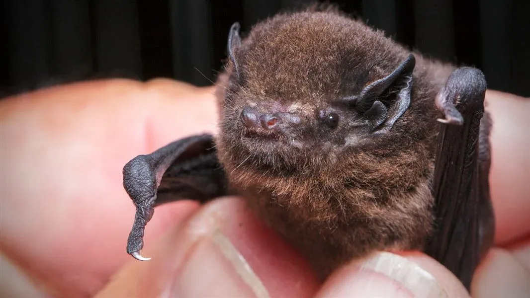 Our Bird of the Year Pick: Long-tailed Bat