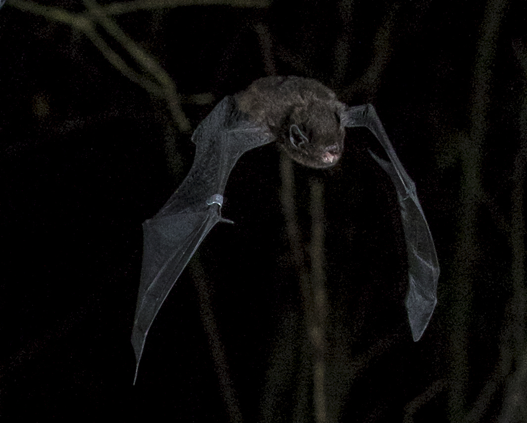 Our Pick for Bird of the Year: the Long-tailed Bat