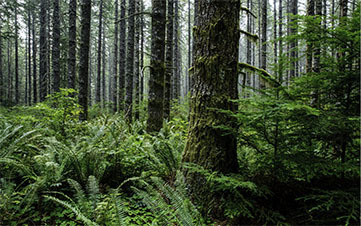 Port Blakely Advances Conservation Agreement