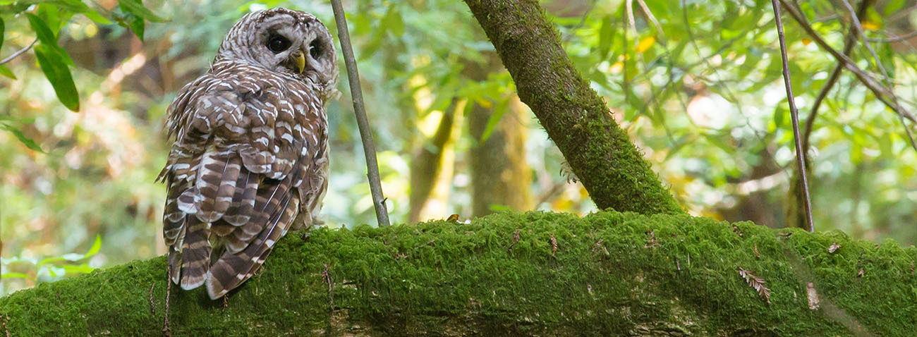 Spotted Owl